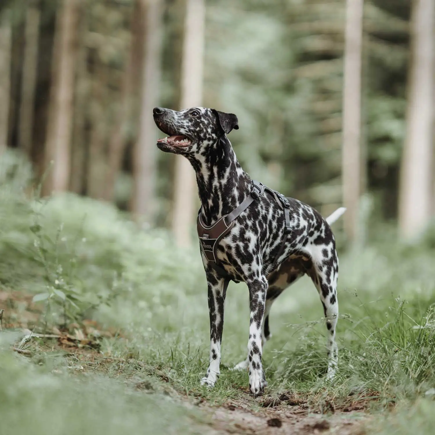Hunter Divo hundesele S-M brun/grå just mave 52-68 cm - Fleksibel pasform og stabil støtte